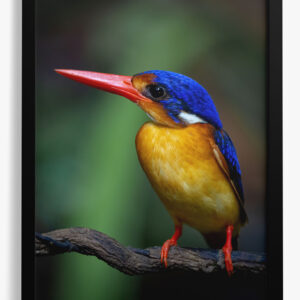 blackframe dimorphic kingfisher portraits